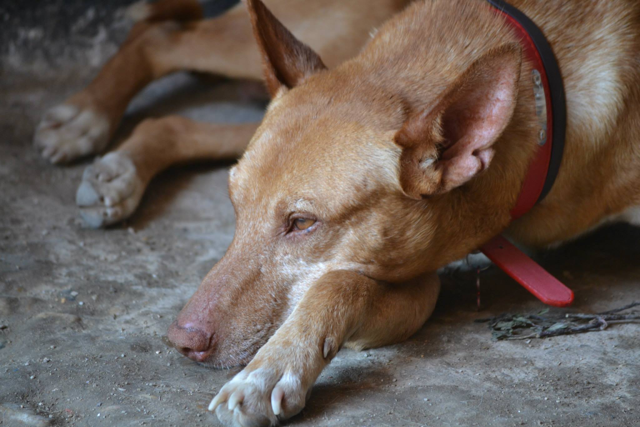 calambres podenco adopcion