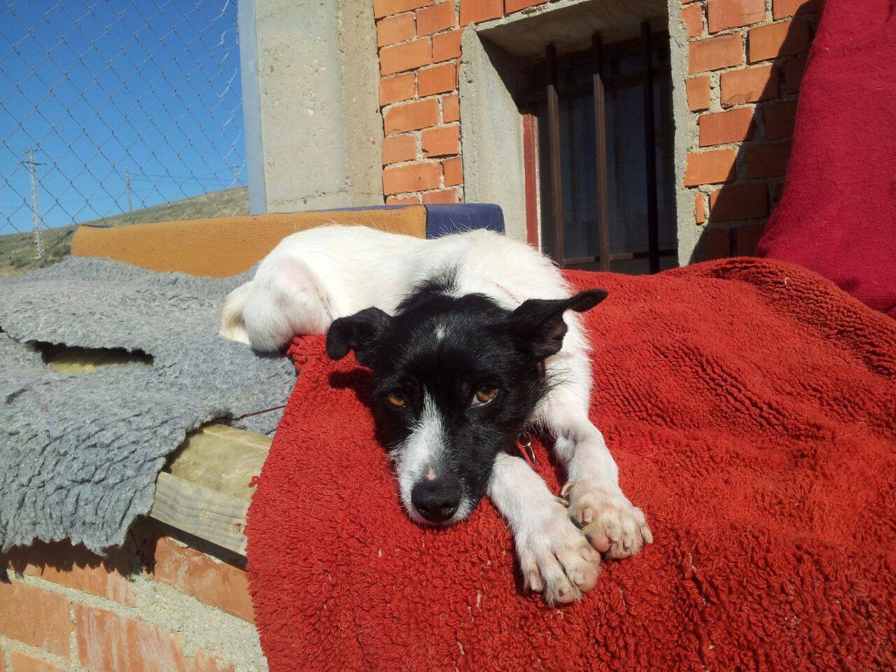 jarapa pequeño adopcion